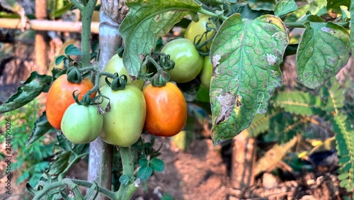 Foto several tomatoes of various colors on a tomato plant, set against a natural vege