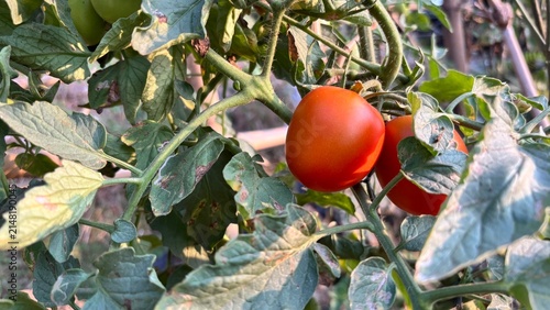 Fotografie several tomatoes of various colors on a tomato plant, set against a natural vege