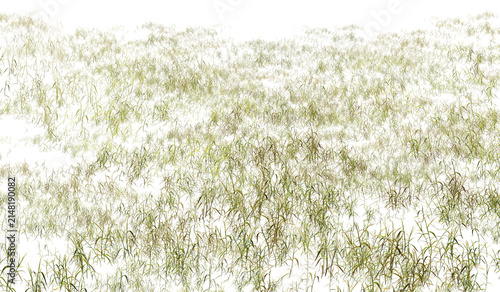 green grass background/High resolution dry grass field isolated on white background, sharp details for design, rendering and composition.