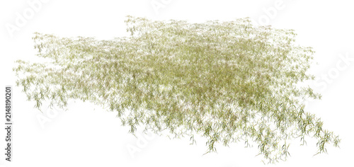 lavender isolated on white/Sharp high-resolution image of delicate green foliage isolated on white, ideal for nature, botanical, and design projects.