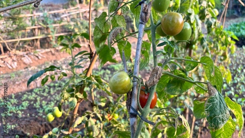 Photography several tomatoes of various colors on a tomato plant, set against a natural vege