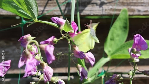Brimstone butterfly feeding on sweet pea flowers in slow motion