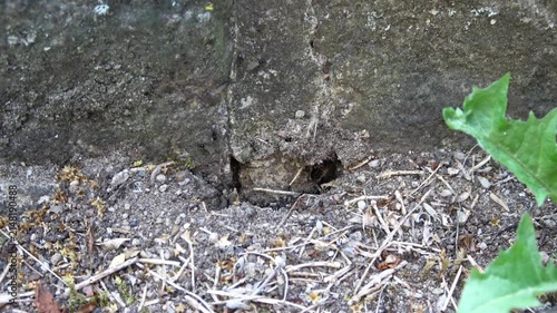 Black garden ants swarming around their nest entrance
