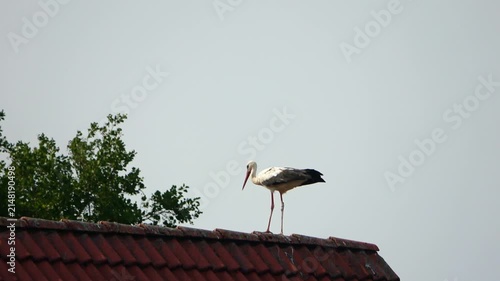 White stork standing on a red tiled roof