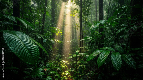Sunbeams through lush green tropical rainforest canopy and mist