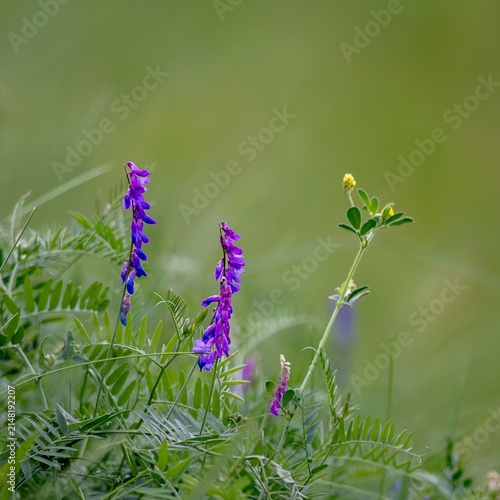 Blooming tufted vetch (Vicia cracca).