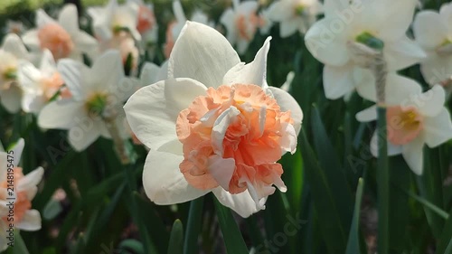 Blooming daffodil flower on sunny spring day. Blooming narcissus flower close-up. Blossomed multi-colored flower with petals, stamens and green leaves growing in ground. Natural background