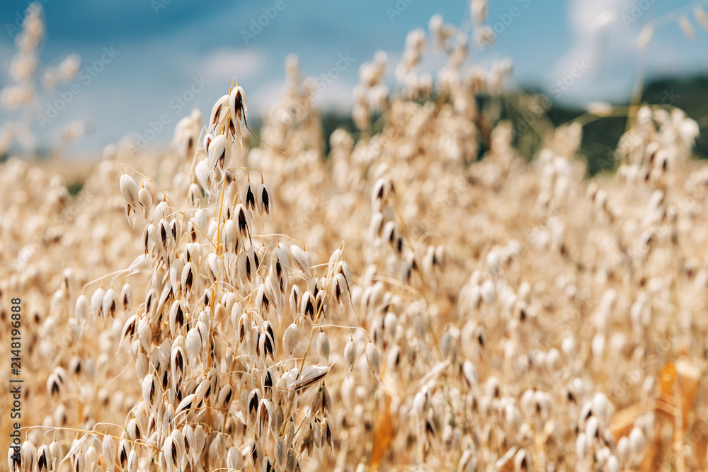 Obraz premium Mature oat panicle bursting with pale drooping spikelets fills the foreground of a sun-drenched field ready for harvest. Agriculture concept.