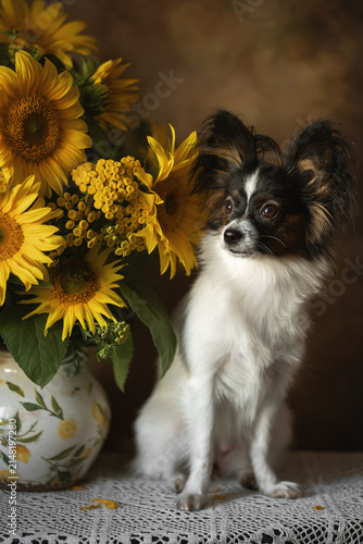 A photo of a Papillon puppy next to a bouquet of sunflowers.