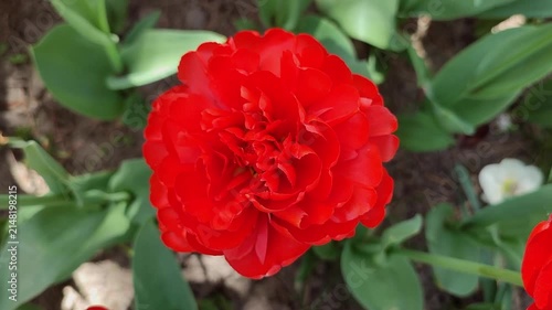 Tulip. Blooming tulip flower. Blooming tulip flower with red petal in inflorescence on sunny spring morning. Blooming of blossoming red tulip flower growing in ground. Natural background