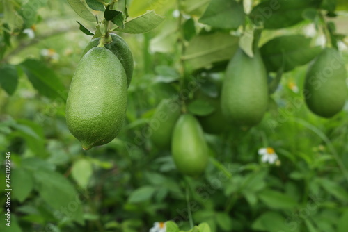 Lemons on the tree. Hawaiian lemons have long, slender fruits with pointed tips and thick rinds. They are relatively large, and when fully ripe, they gradually turn yellow.  Sour and seedless.
