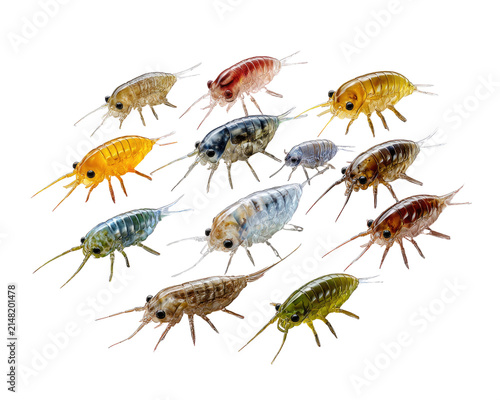 A Swarm of Amphipods: A colorful collection of amphipods, each with its unique coloration and delicate antennae, are gathered together in a striking display of aquatic life.