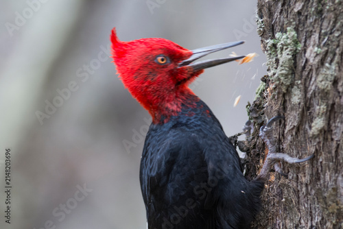 Magellanic Woodpecker, Campephilus magellanicus, Torres del Paine National Park, Chile.
