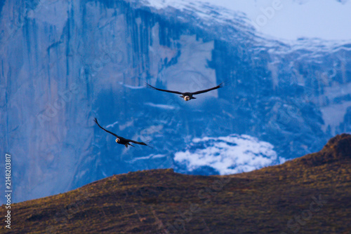 Andean Condor ,Torres del Paine National Park, Patagonia, Chile.