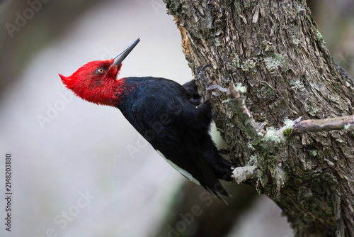 Magellanic Woodpecker, Campephilus magellanicus, Torres del Paine National Park, Chile.