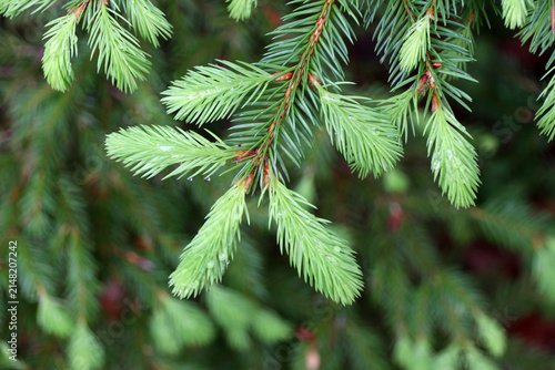 Fotografie Spruce branches with young shoots and rain drops in spring, natural floral green