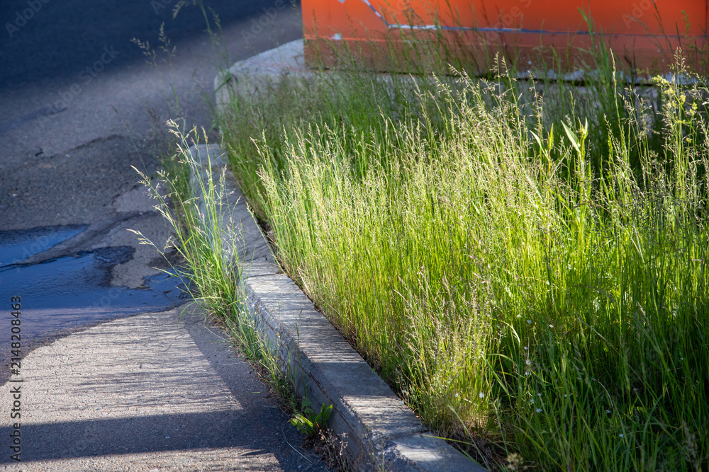 Fototapeta premium Tall wild green grass growing along edge of asphalt path. Urban nature and overgrown roadside concept. Real Photo