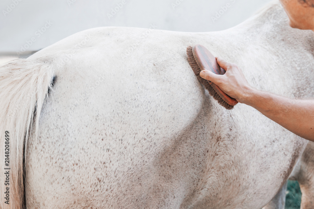 Naklejka premium Person brushing the back of a grey speckled horse at an outdoor stable. Animal care concept.