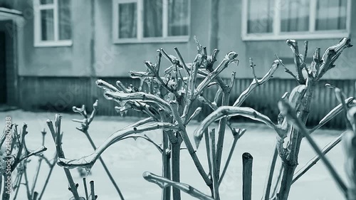 Icy dry branch of bush near building on winter day. Transparent ice covering bush branch on winter day. Branches covered with ice. Frozen branches. Nature backdrop. Natural background