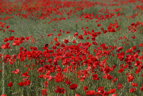 Red and green natural floral texture background of a poppy field (Landgrabental, Mecklenburg-Vorpommern, Germany)