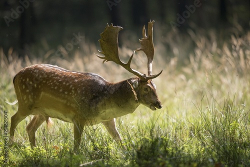 Dama dama, fallow deer, fallow deer, mammals, shovelers, mammals