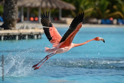 A vibrant pink flamingo taking flight from the blue water of a tropical resort swimming pool