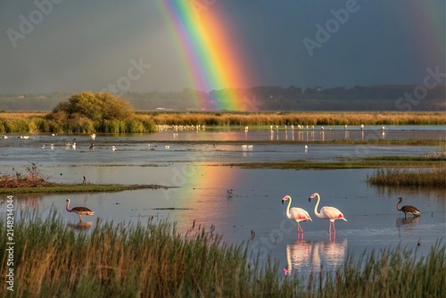 A vibrant rainbow arches over a serene wetland landscape with wild flamingos wading in the calm water