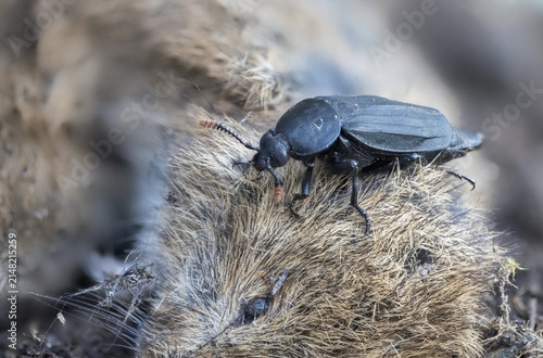 Carrion beetle, bshore sexton beetle, necrodes littoralis, silphidae, carrion beetle, gravedigger, beetle, coleoptera, insects, beetles, gravedigger
