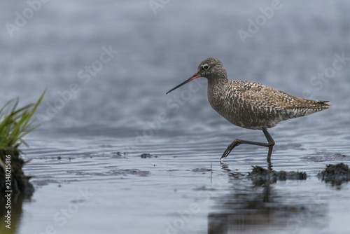 Dark water strider, spotted redshnak, tringa erythropus, birds, charadriiformes, limikolen, snipe birds, scolopacidae, transitory plumage, birds, waders, transitional dress