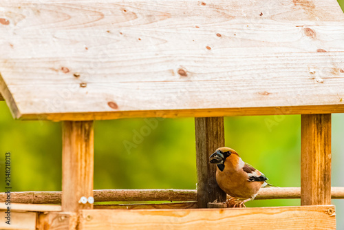 Konstfotografi Coccothraustes coccothraustes, hawfinch, at a bird feeder on a sunny spring day