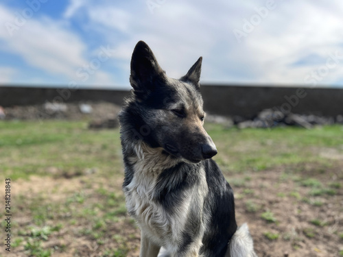 Mixed breed dog portrait outdoors with blurred background
