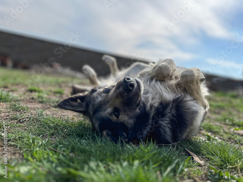 Playful mixed breed dog rolling on the grass outdoors