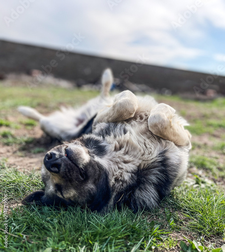 Happy mixed breed dog relaxing on its back in the grass