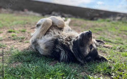 Happy mixed breed dog lying on its back on green grass