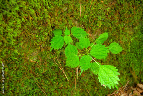 苔と草の生える壁面