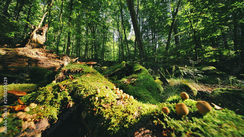 Fototapeta premium Sunlight filtering through a lush green forest illuminates moss-covered logs and wild mushrooms, creating a magical woodland atmosphere full of natural textures and peaceful scenery.