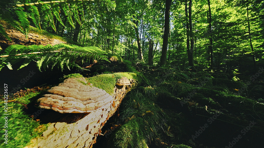 Fototapeta premium Sunlight filtering through a lush green forest illuminates moss-covered logs and wild mushrooms, creating a magical woodland atmosphere full of natural textures and peaceful scenery.