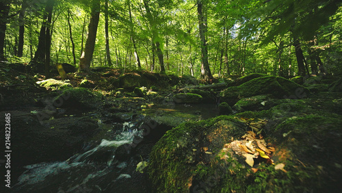 A peaceful woodland creek winding through a lush green forest with moss-covered rocks, crystal-clear water and warm sunlight creating a serene natural landscape and tranquil atmosphere.