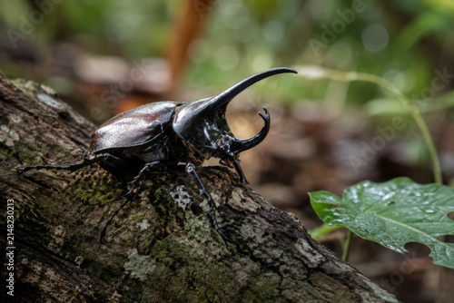 Stunning Macro Photography of a Giant Rhinoceros Beetle Perched on a Mossy Wood Branch with a Lush Green Bokeh Background