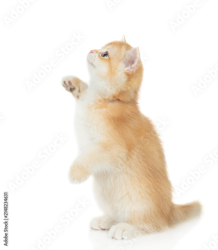 Playful young golden chinchilla cat standing on hind legs and looking away and up on empty space. Isolated on white background