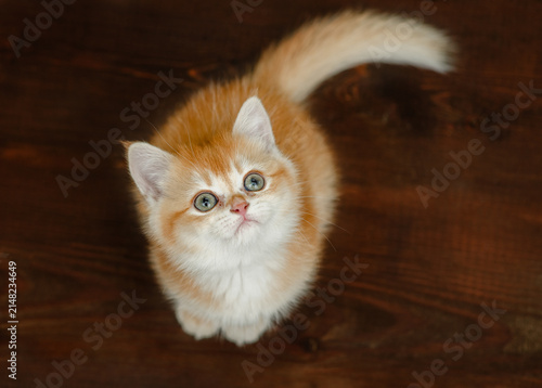 Curious golden chinchilla kitten sitting on wooden background and looking up