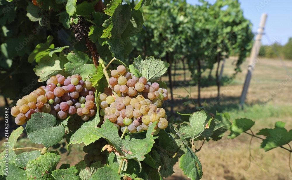 Obraz premium Bunches of Pinot Gris, white wine grape, hanging on wine at the edge of the vineyard&nbsp;