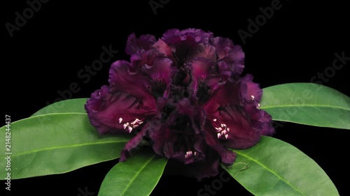 Timelapse of Rhododendron 'Dramatic Dark' blooming from buds to fully open flowers. Alpha channel footage with transparent background, ideal for compositing, VFX and creative projects.