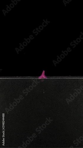 Timelapse of a red onion bulb growing in a rhizobox over 13 days, showing root and green sprout development. Isolated on a black background. Vertical video for botanical and educational use.