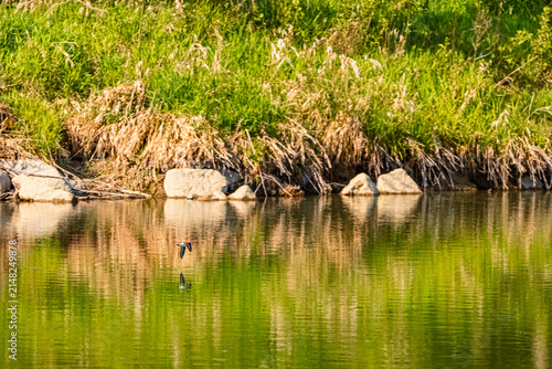 Beautiful summer view with reflections in a lake at Iglbach reservoir, Unteriglbach, Ortenburg, Passau, Bavaria, Germany
