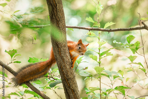 Portrait of a squirrel on a tree trunk