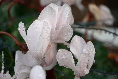 Wet cyclamen persicum plant with white flowers, after the rain