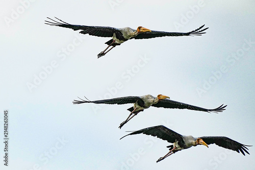 A large painted stork is flying in search of food.
