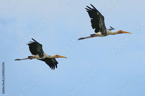 A large painted stork is flying in search of food.