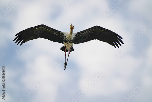 A large painted stork is flying in search of food.